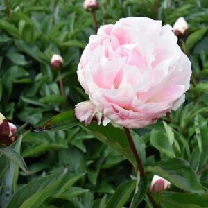 Paeonia lactiflora 'Shirley Temple' ---